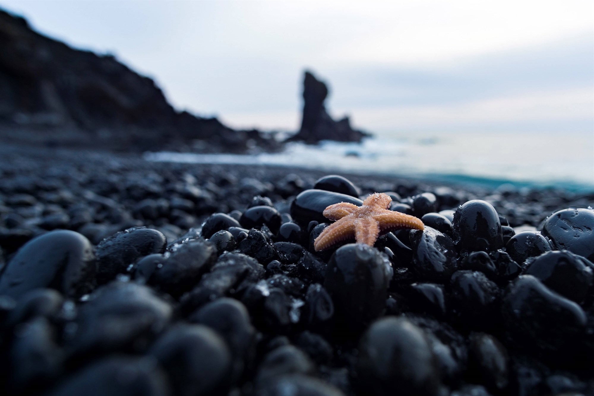 A star fish on a black beach in Iceland