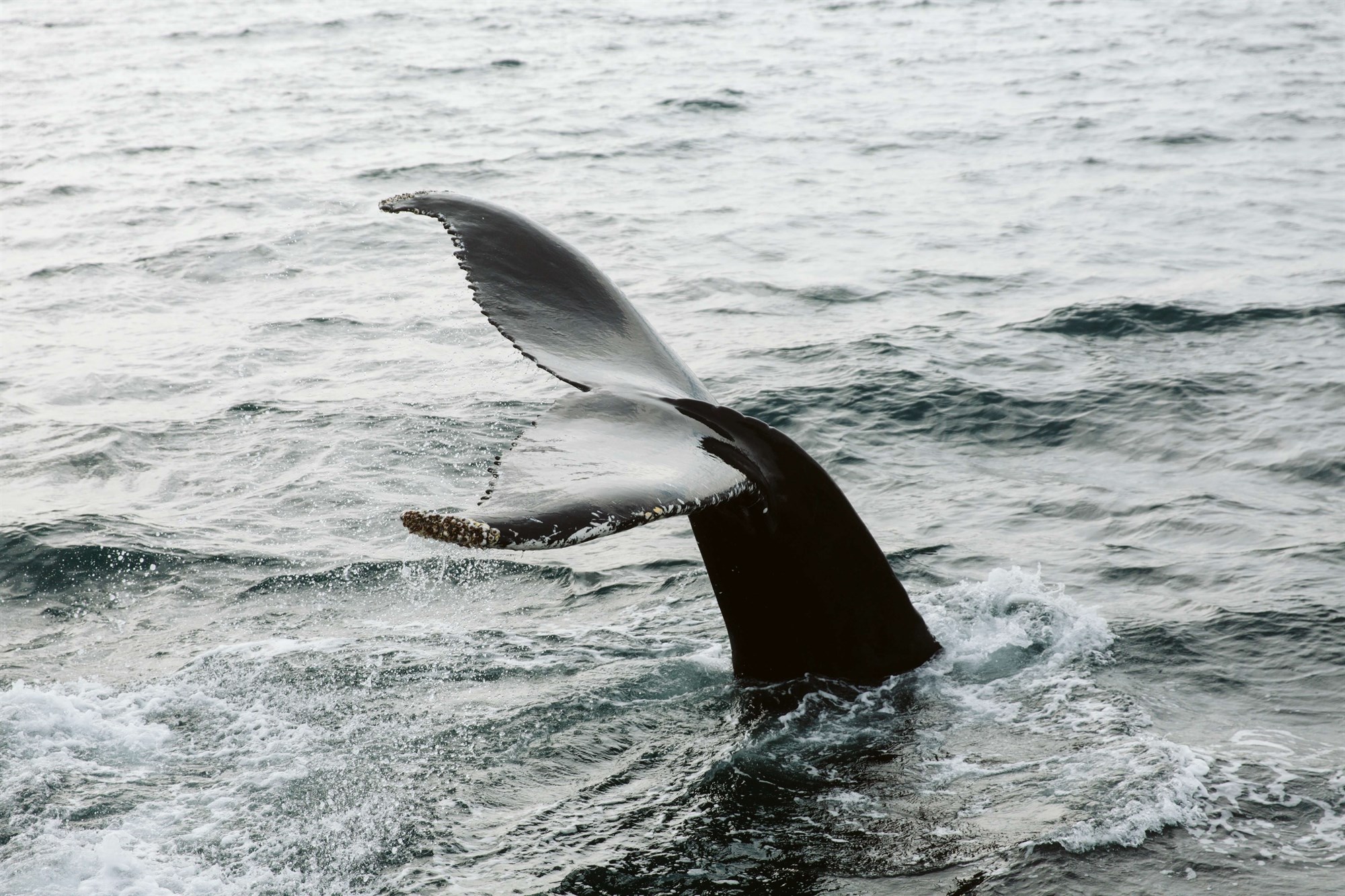 Whale's tail emerging from water in Hauganes, Iceland