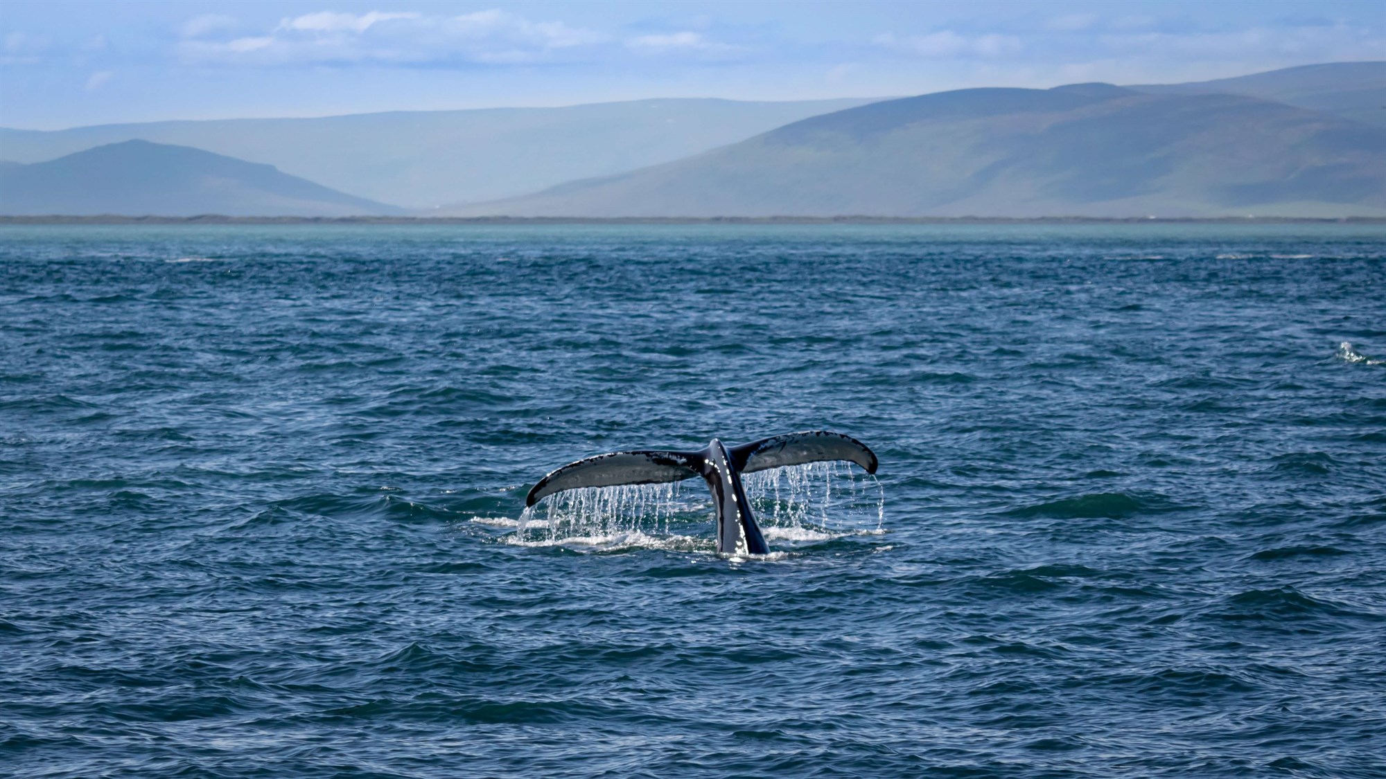 Whale's tail emerging above water in Húsavík, Iceland