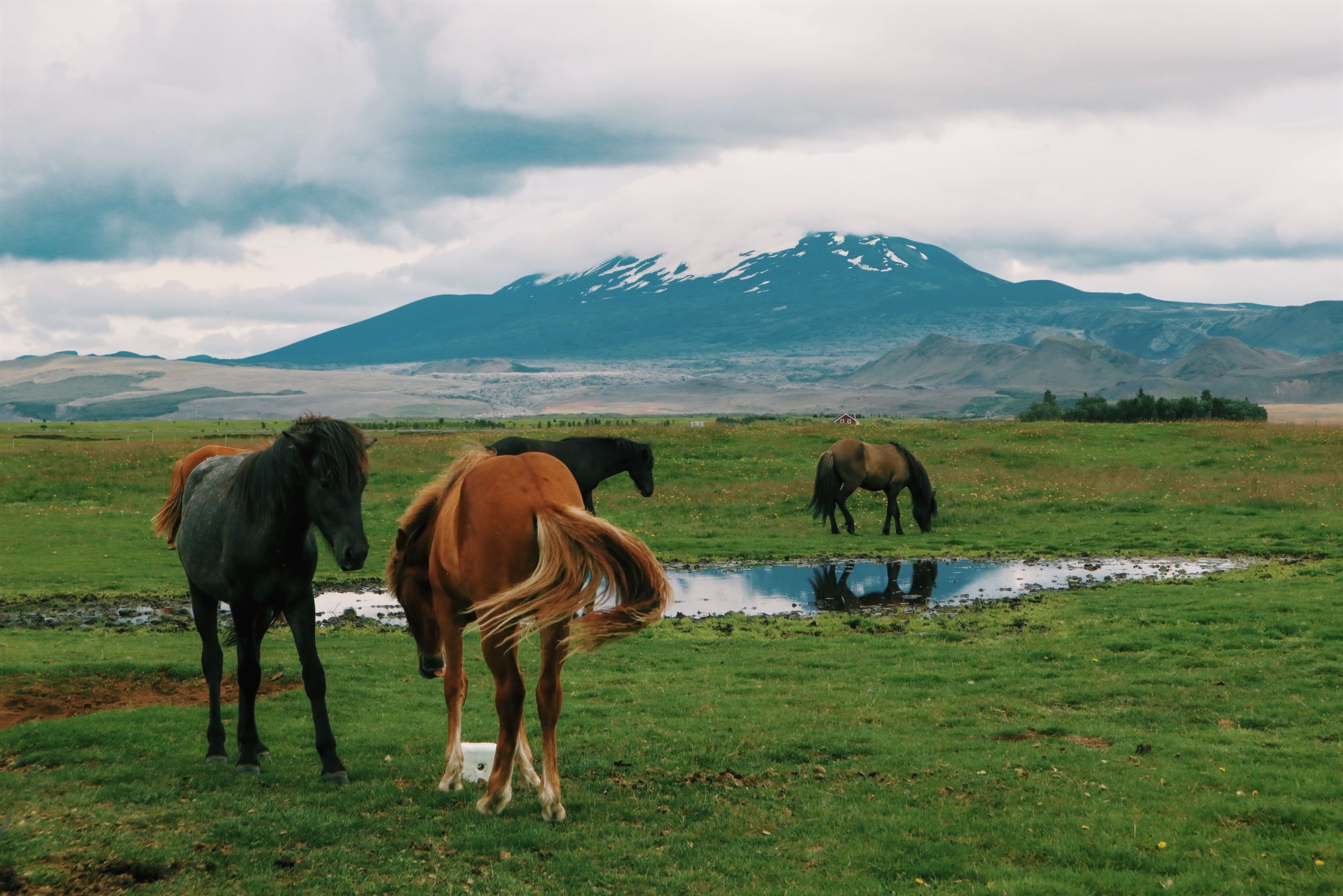Horses grazing with Hekla volcano behind them in the distance