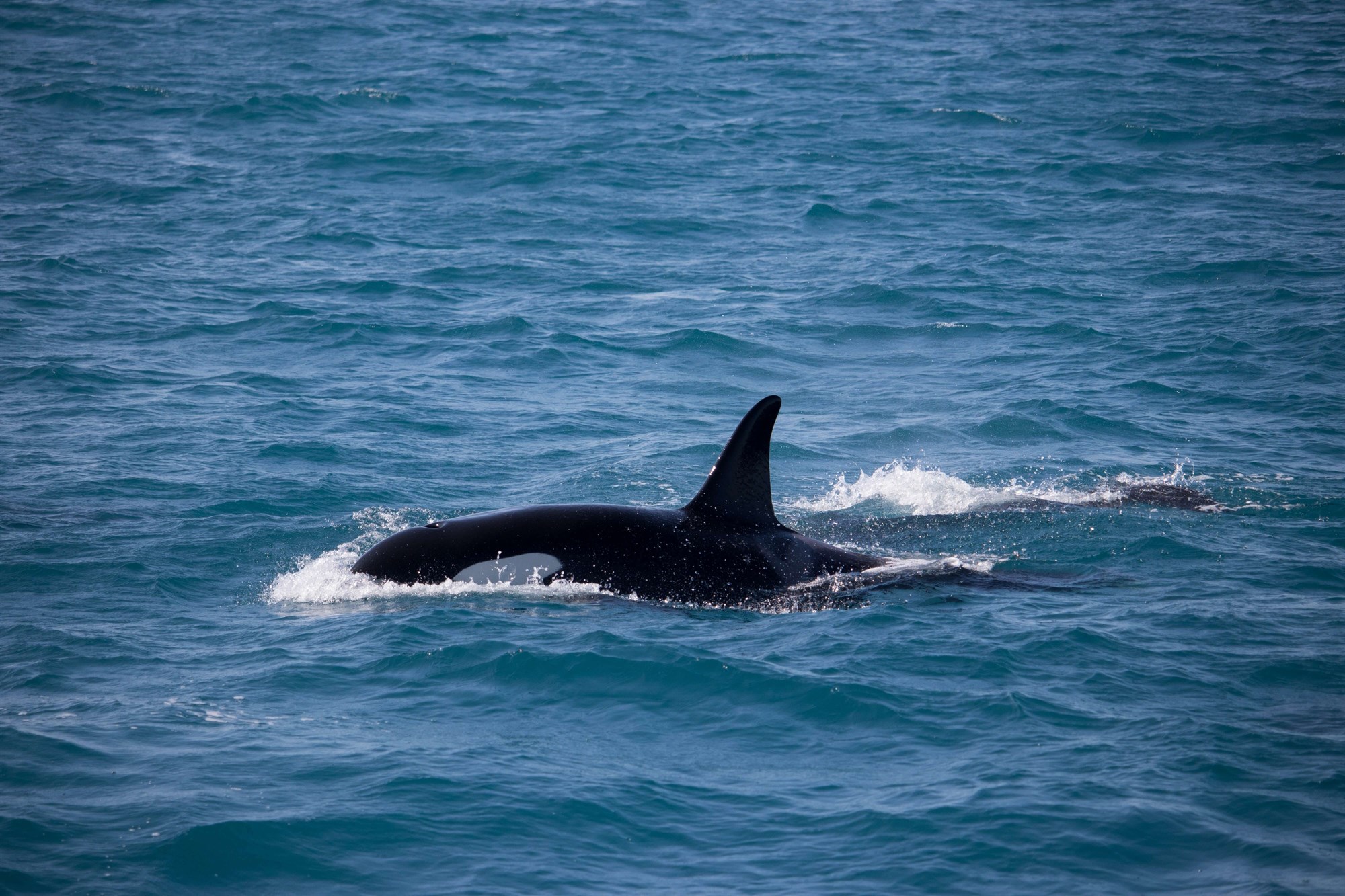 Killer whale in Westfjords, Iceland